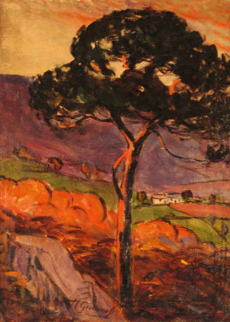 Umbrella Pine in a French Landscape