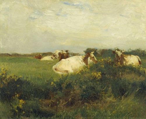 Cows in Field