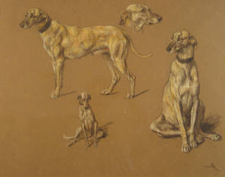 Studies of an Irish Wolfhound