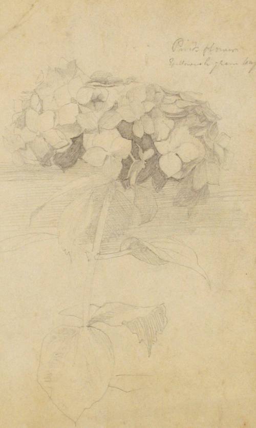 Drawing (f) [Study of Hydrangeas]