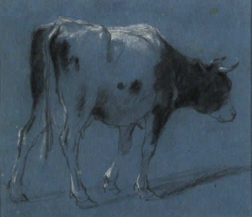 Study of a Cow