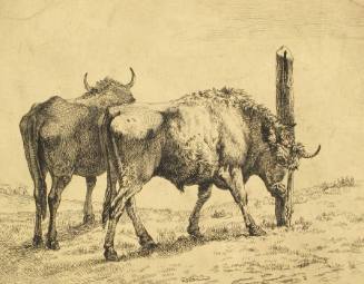 Cattle