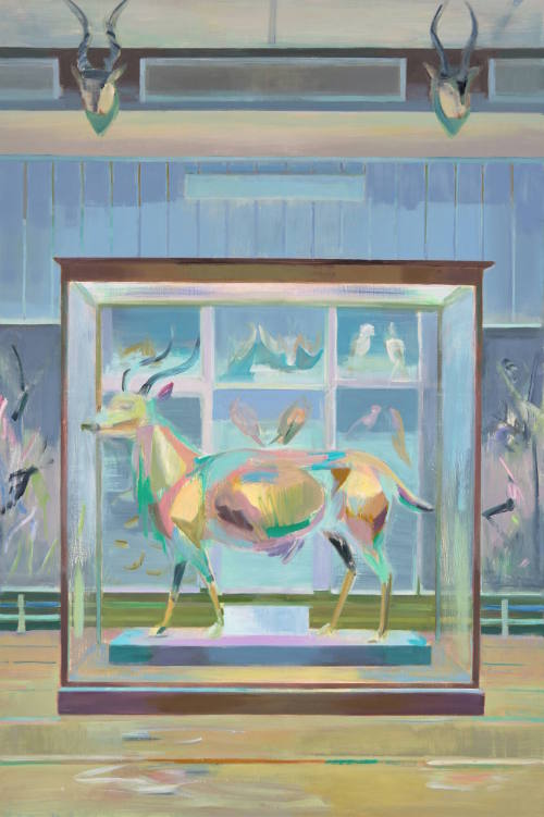 Antelope, Natural History Museum, Dublin