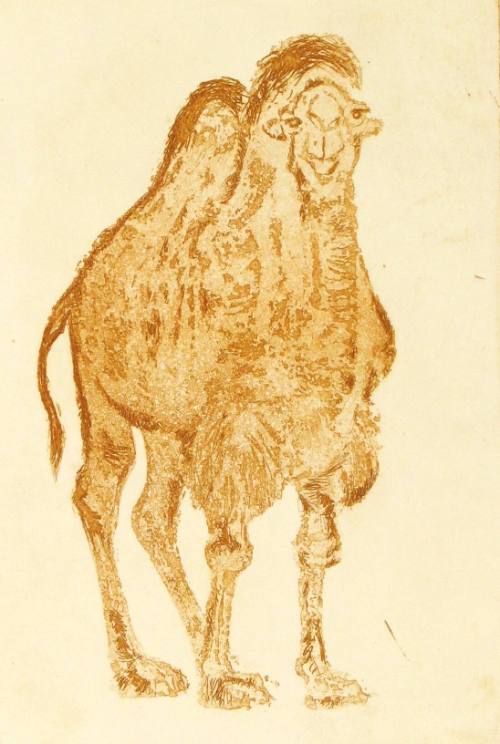 Camel (67/85)