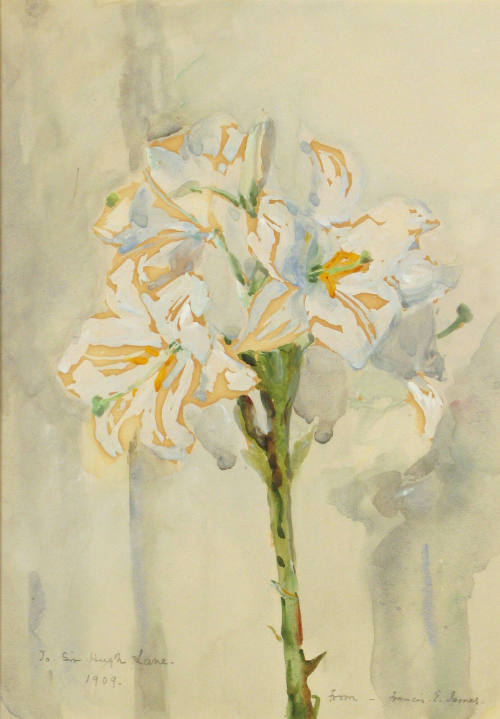 Lilies